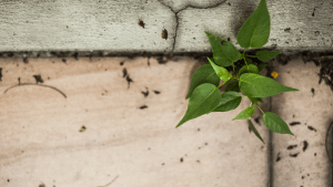 Resilience in Relationship
